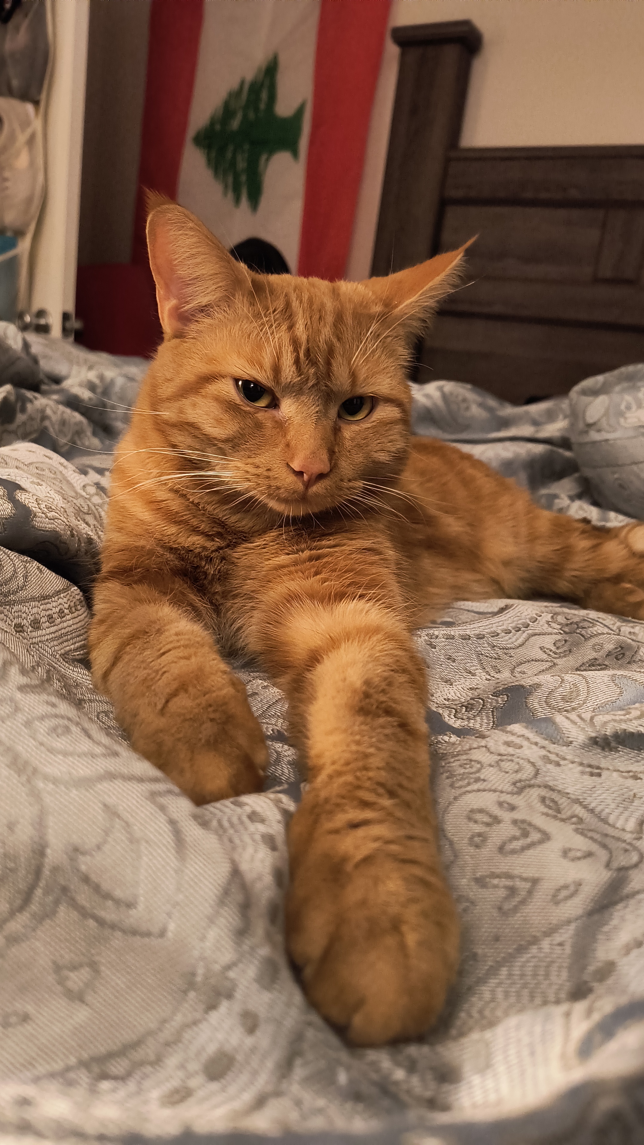 Photo of an orange cat laying on a bed. Behind him is the bedframe and a Lebanese flag.
