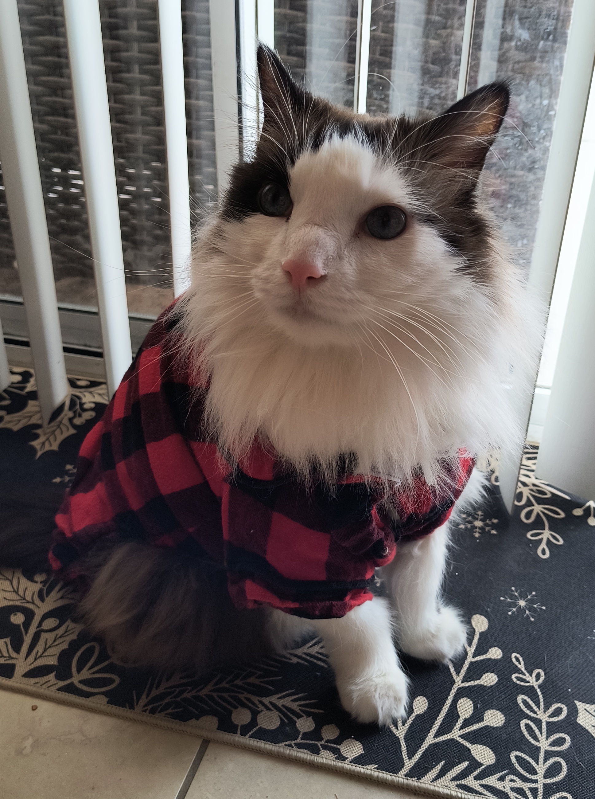 Photo of a fluffy ragdoll cat.