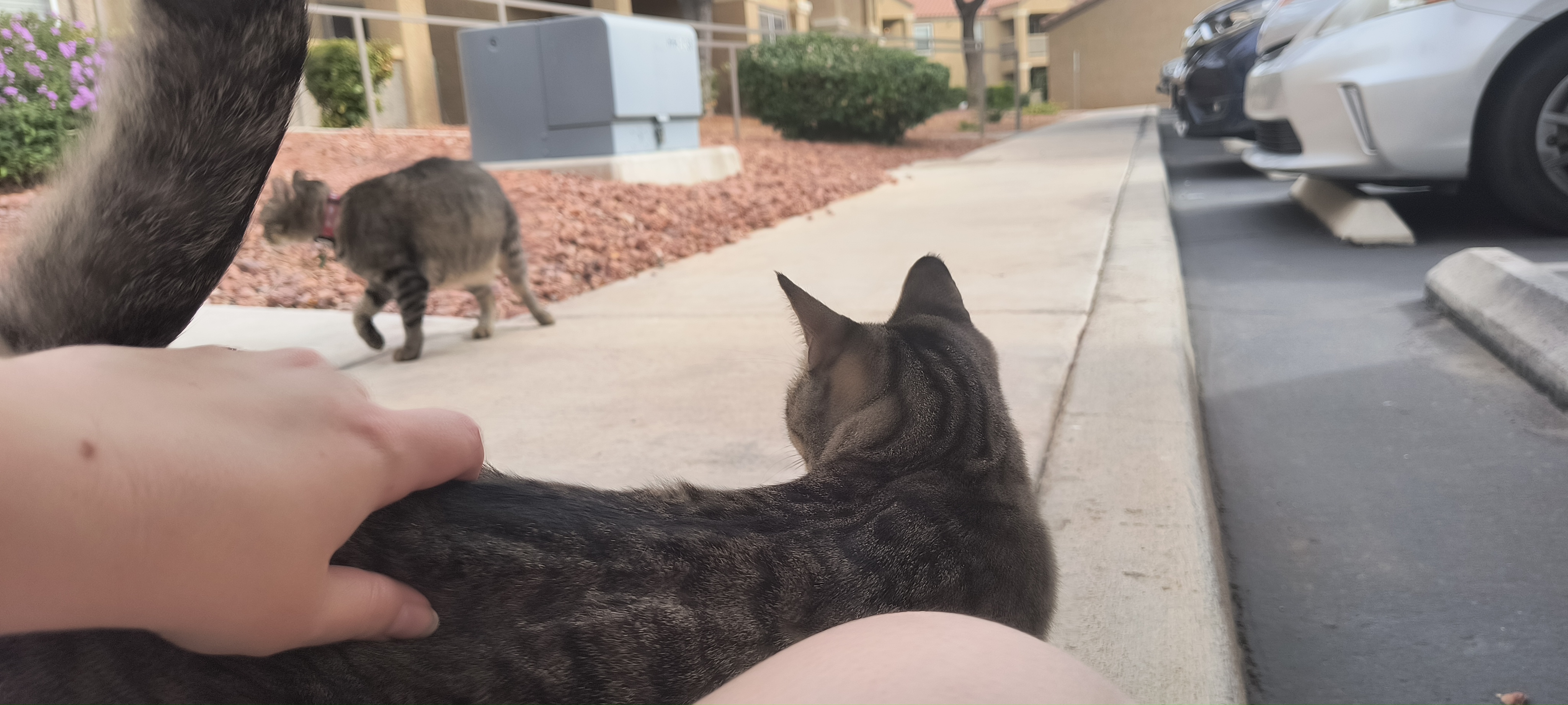 Photo of two tabby cats. One is in the foreground and the other is partly obscured in the background.