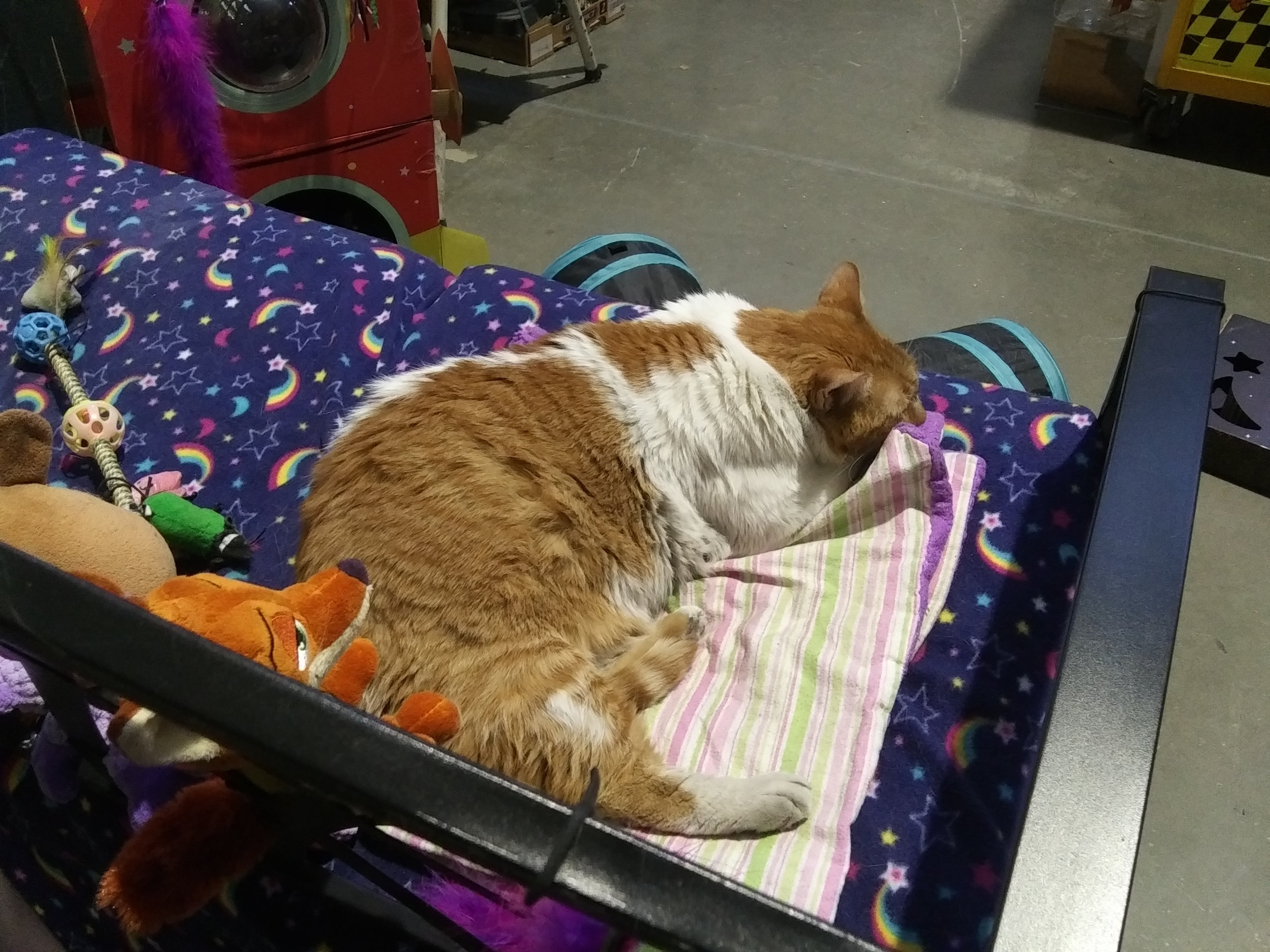 Photo of a fat orange and white cat laying down on a colorful blaket on a couch.