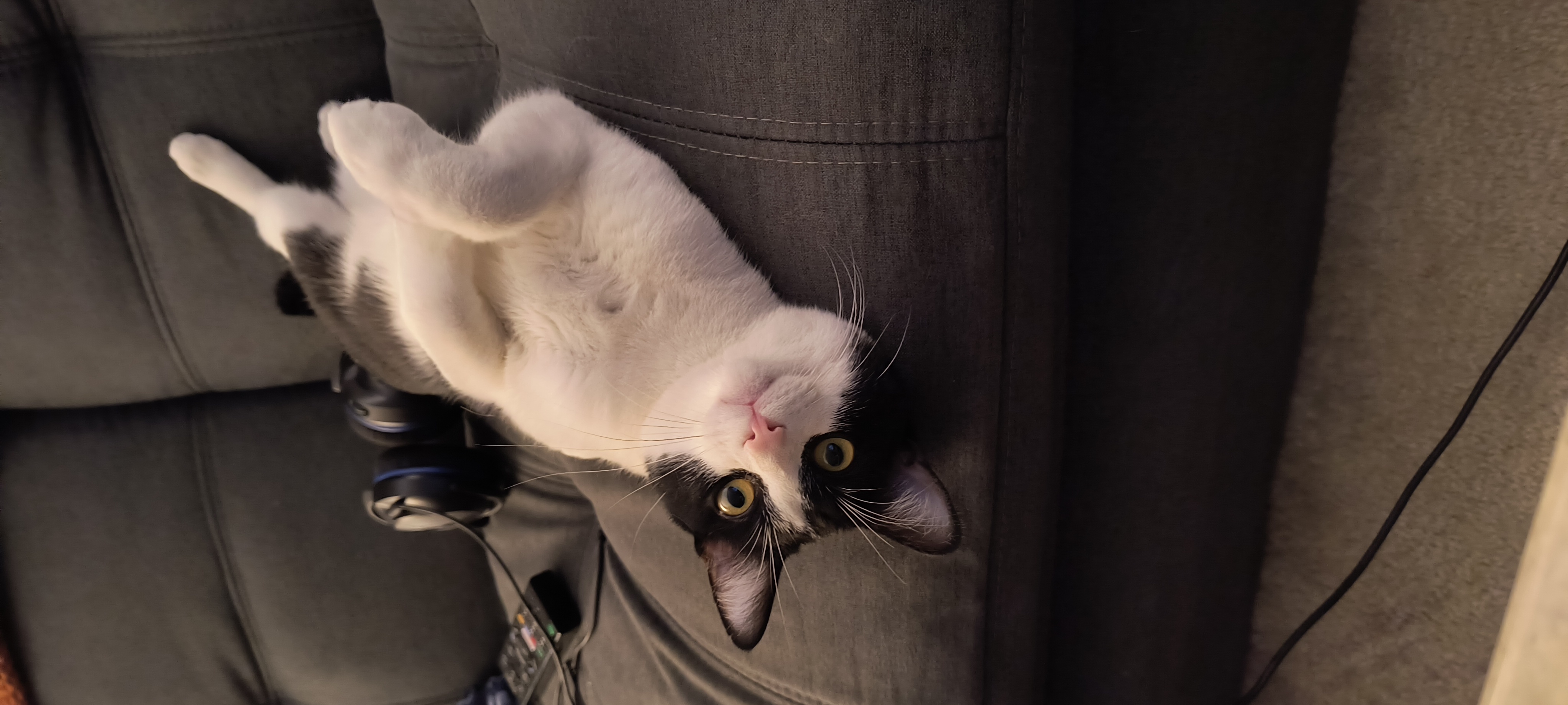 Photo of a black and white cat laying slightly upside down on a couch.