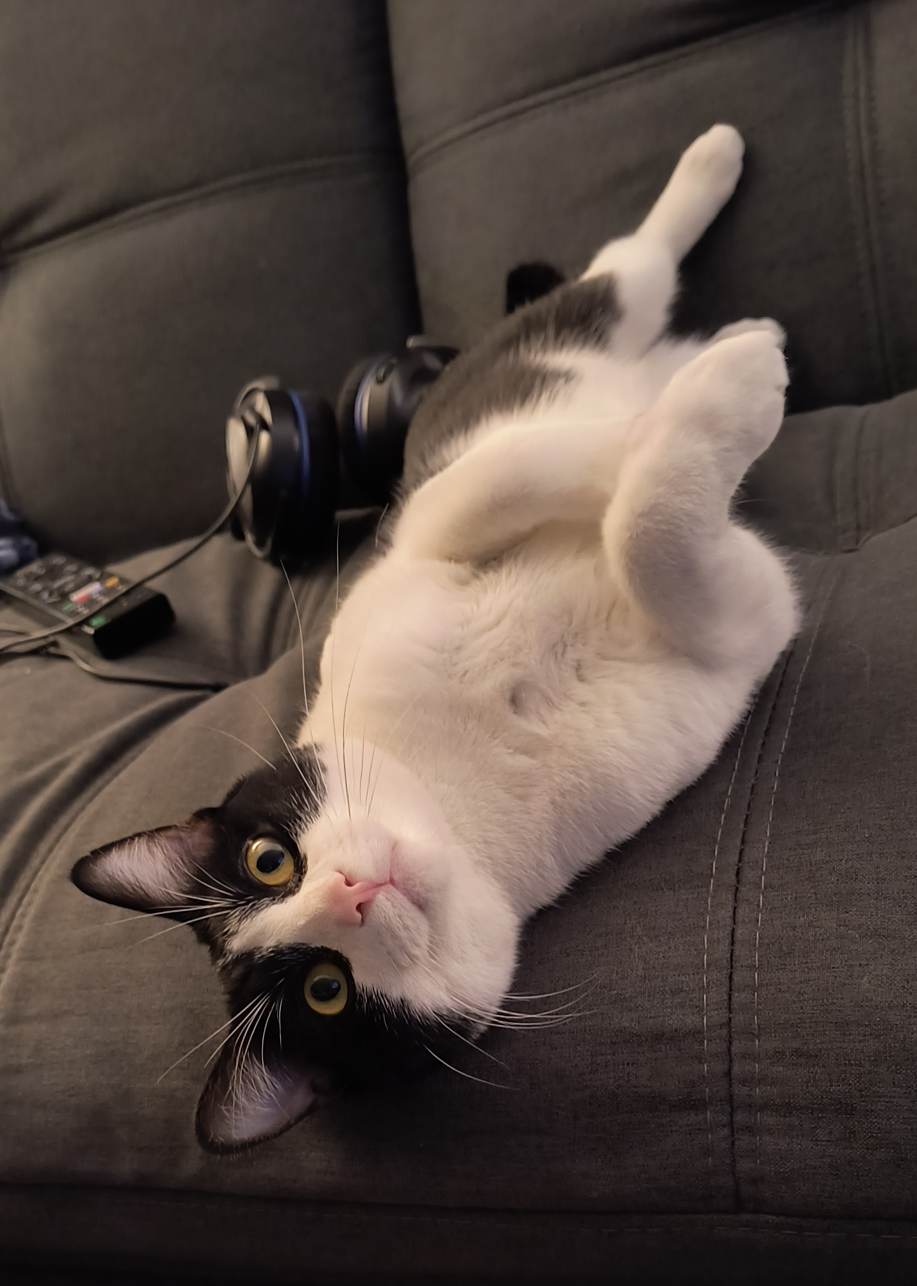 Photo of a black and white cat laying slightly upside down on a couch.